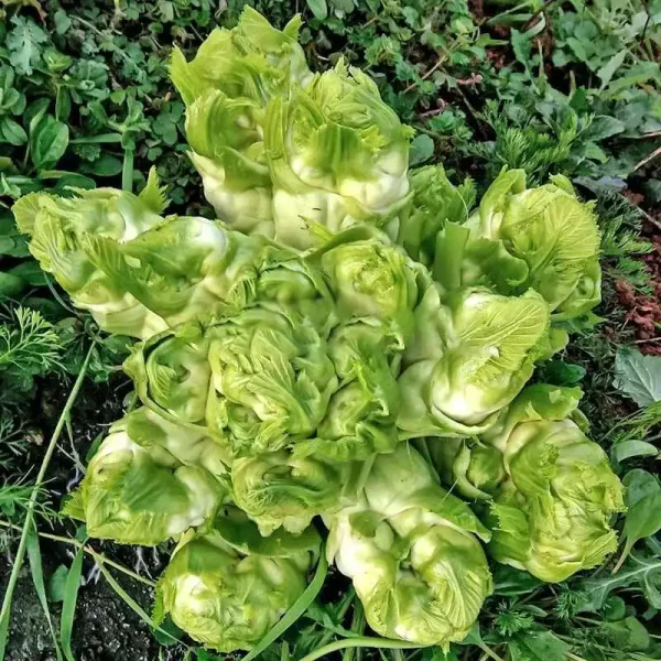 hạt giống cải mầm đá