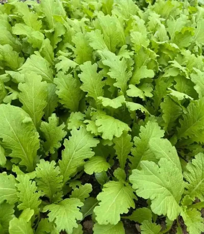 hạt giống cải mèo