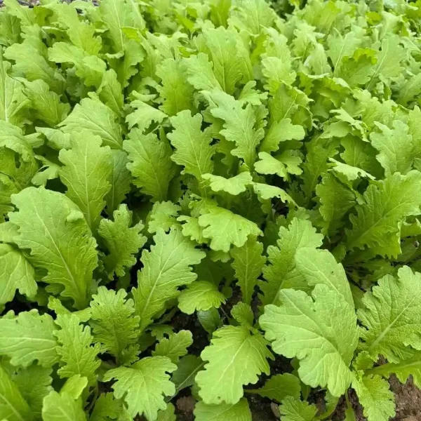 hạt giống cải mèo