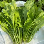 hạt giống cải mèo