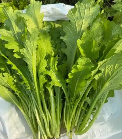 hạt giống cải mèo
