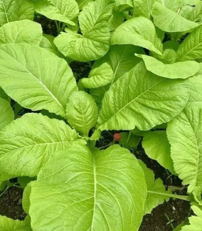 hạt giống cải mơ lùn