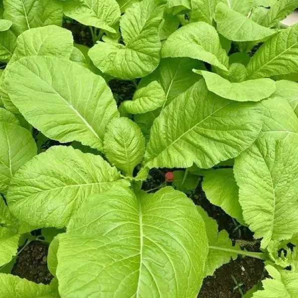 hạt giống cải mơ lùn