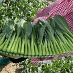hạt giống cải ngồng chịu nhiệt