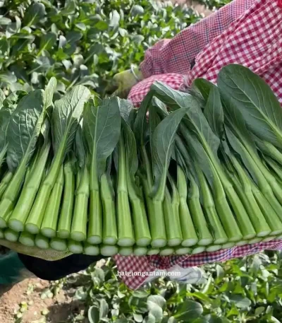 hạt giống cải ngồng chịu nhiệt