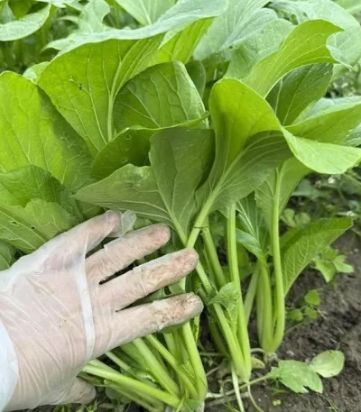 hạt giống cải ngọt