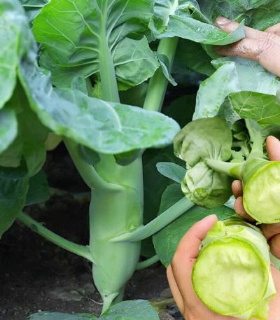 Hạt giống cải rổ