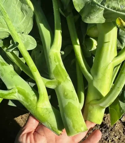 hạt giống rau cải rổ,hạt giống cải rổ