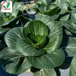 Hạt giống rau cải thìa - Ảnh 2
