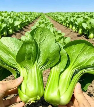 Hạt giống cải thìa