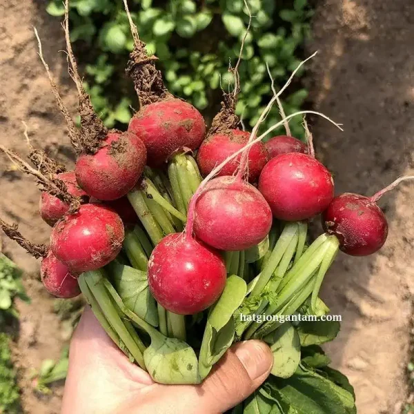 hạt giống củ cải đỏ mini
