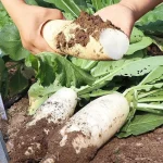 Hạt giống củ cải đường chịu nhiệt - Ảnh 2