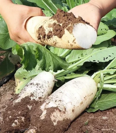 hạt giống củ cải đường