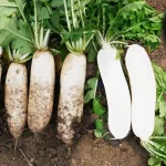 hạt giống củ cải đường