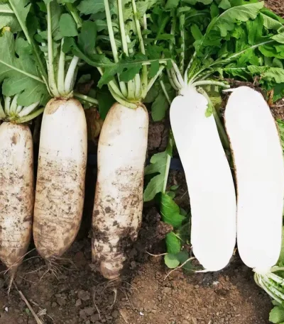 hạt giống củ cải đường
