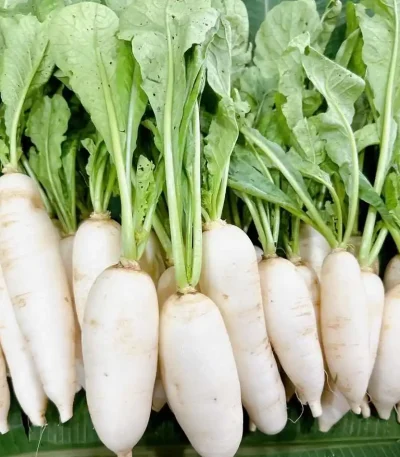 Hạt giống củ cải trắng