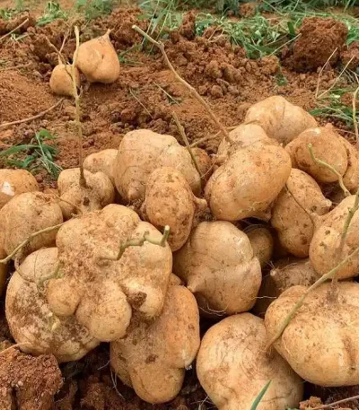 hạt giống củ đậu