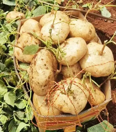 hạt giống củ đậu
