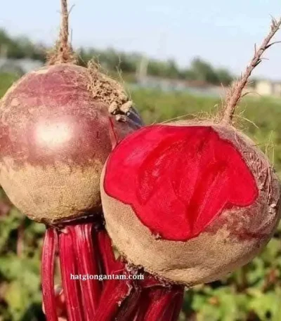 Hạt giống củ dền đỏ