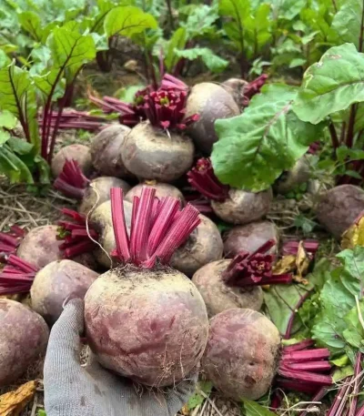 Hạt giống củ dền