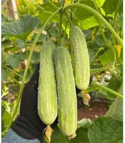 Hạt giống dưa chuột nếp