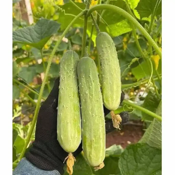 Hạt giống dưa chuột nếp