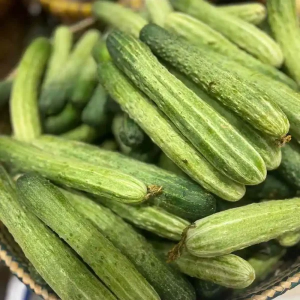hạt giống dưa chuột nếp