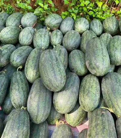 hạt giống dưa hấu