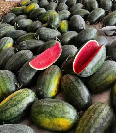 hạt giống dưa hấu