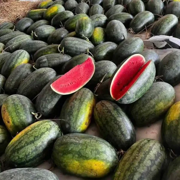 hạt giống dưa hấu