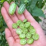 hạt giống dưa hấu tí hon
