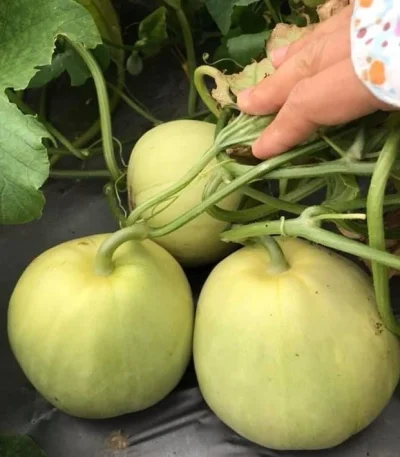 Hạt giống dưa lê siêu ngọt