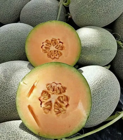 hạt giống dưa lưới