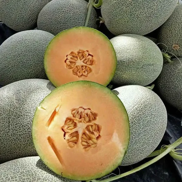 hạt giống dưa lưới
