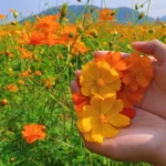 hạt giống hoa cánh bướm kép