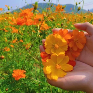 hạt giống hoa cánh bướm kép