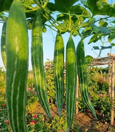 hạt giống lặc lày,hạt giống mướp nhật,hạt giống mướp mèo