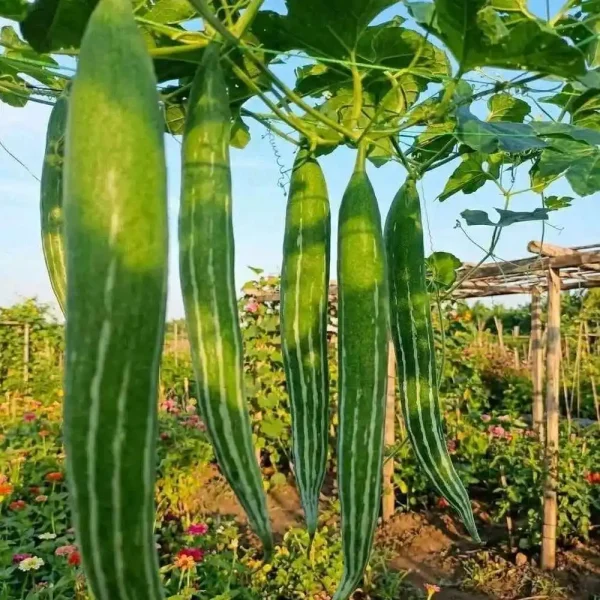 hạt giống lặc lày,hạt giống mướp nhật,hạt giống mướp mèo