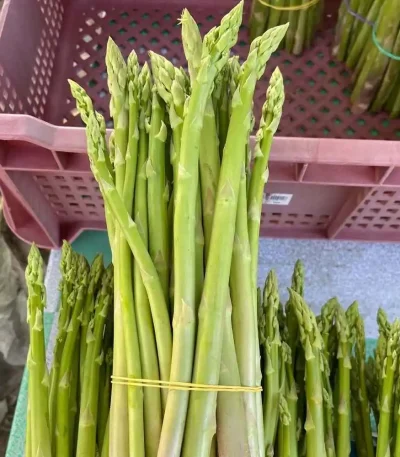 Hạt giống măng tây xanh