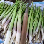 Hạt giống măng tây xanh