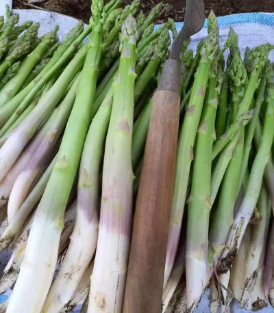 Hạt giống măng tây xanh