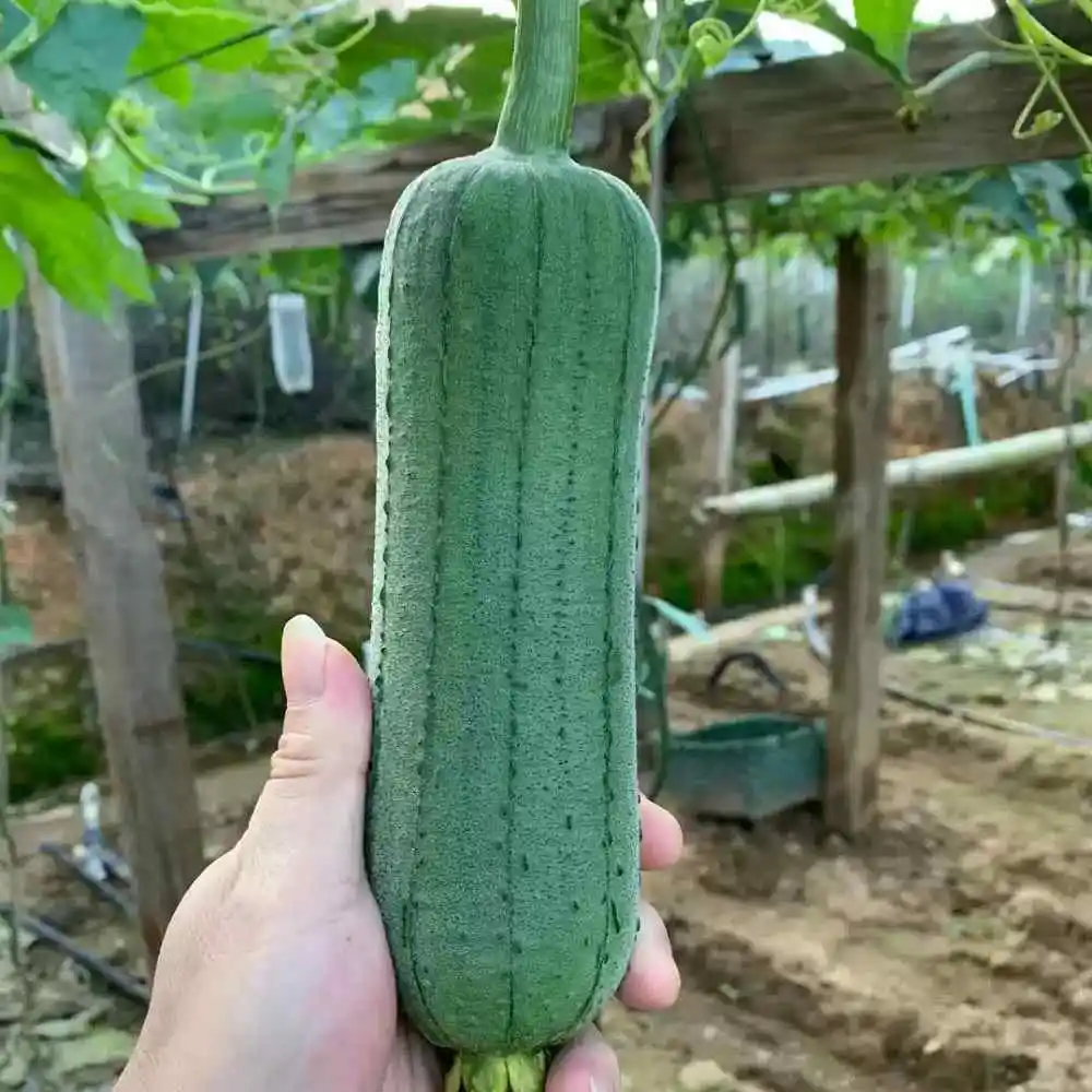 hat-giong-muop-huong-qua-ngan Hạt giống mướp hương