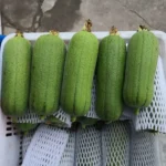 hạt giống mướp hương