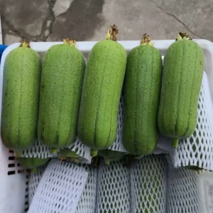 hạt giống mướp hương