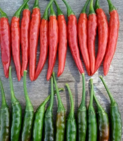 hạt giống ớt chỉ thiên