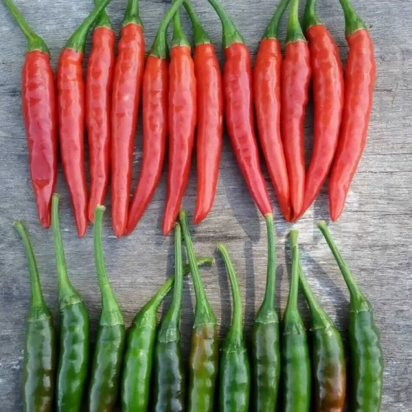 hạt giống ớt chỉ thiên