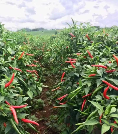 hạt giống ớt chỉ thiên