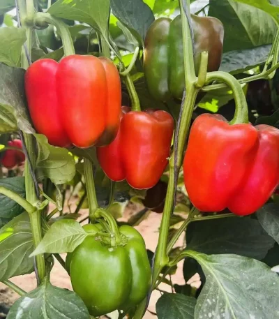 Hạt giống ớt ngọt