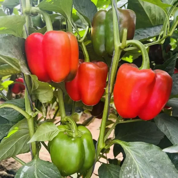 Hạt giống ớt ngọt