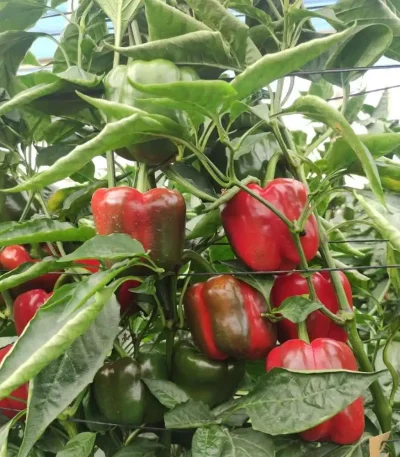 Hạt giống ớt chuông đỏ